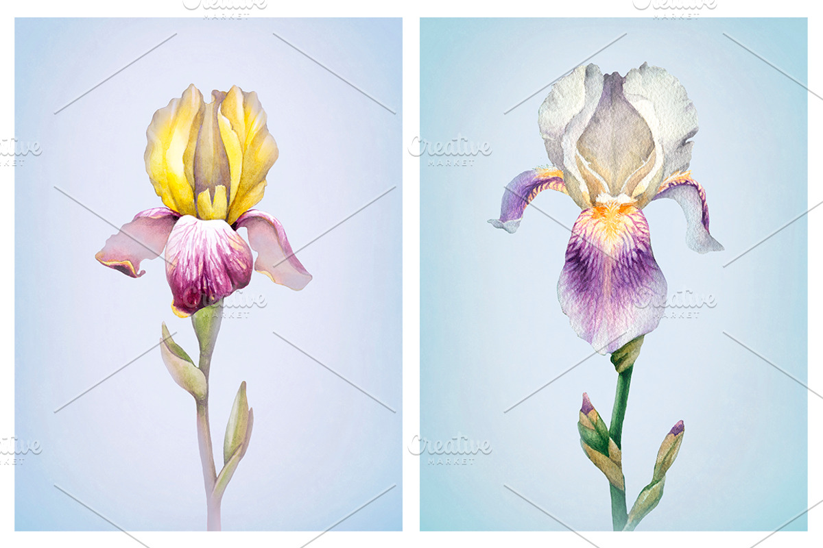 Watercolor iris flowers kit, a Texture Illustration by Sundra (Photo 9 of 9)