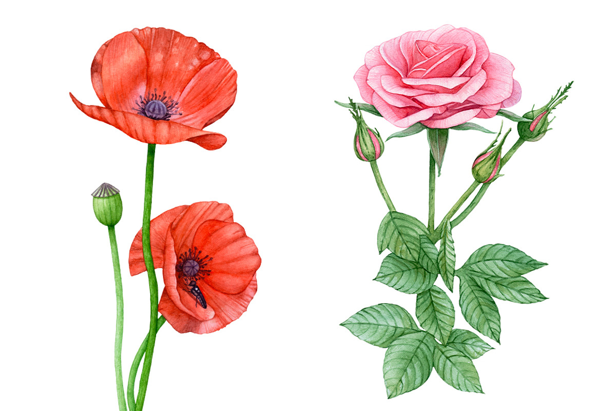20%OFF! Watercolor Romantic Flowers, an Illustration by Katya Zlobina (Photo 4 of 6)