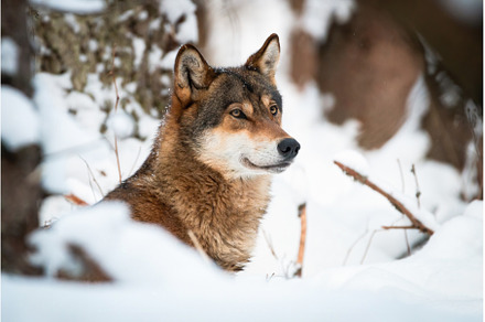 Attentive wolf looking in winter, an Animal Photo by WildMedia