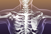Human Skeleton in Body (X-Ray), a Characters & Person 3D Model by VisualCG (Thumbnail 6 of 8)