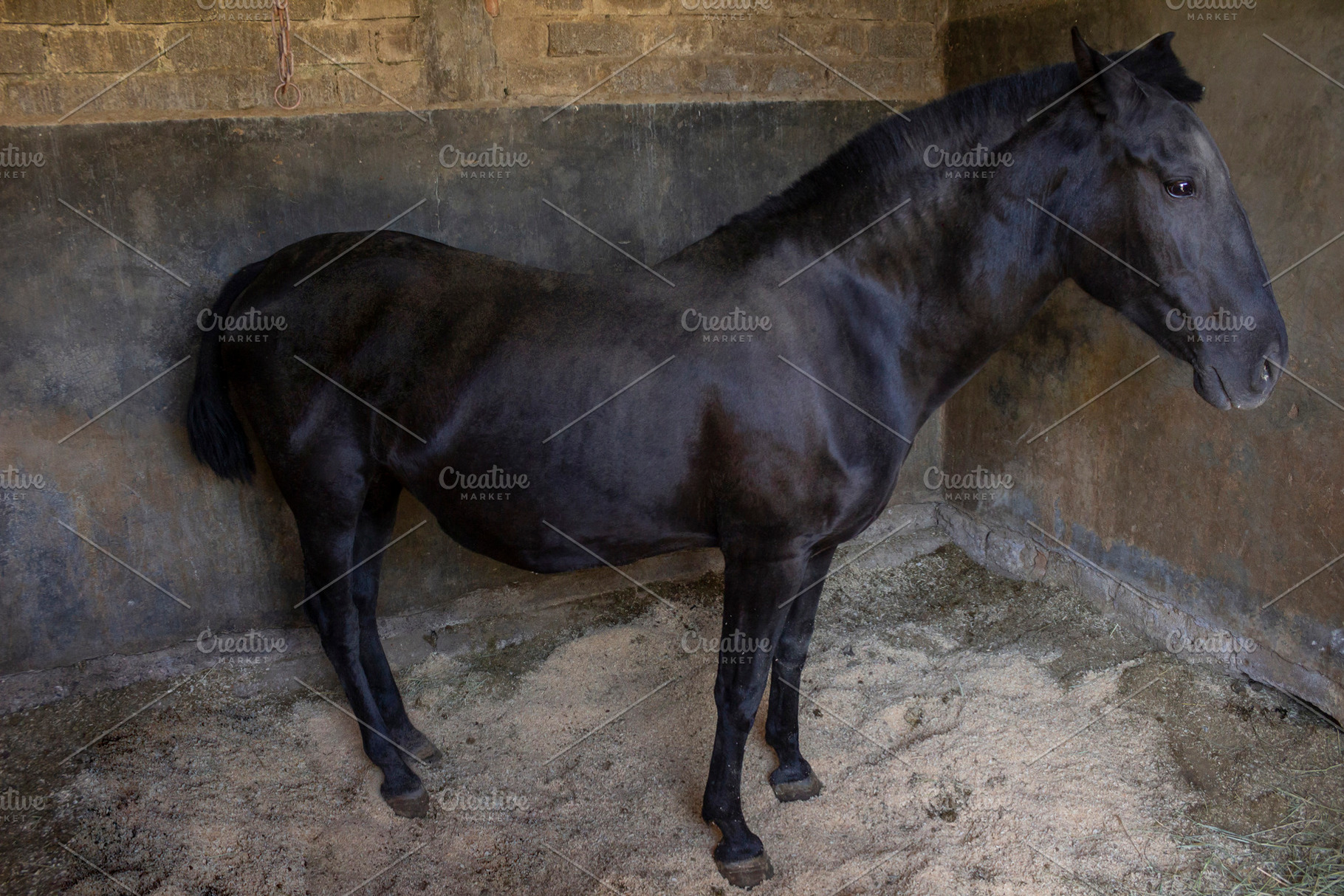 beautiful horse in the stable., an Animal Photo by Mexico stock images