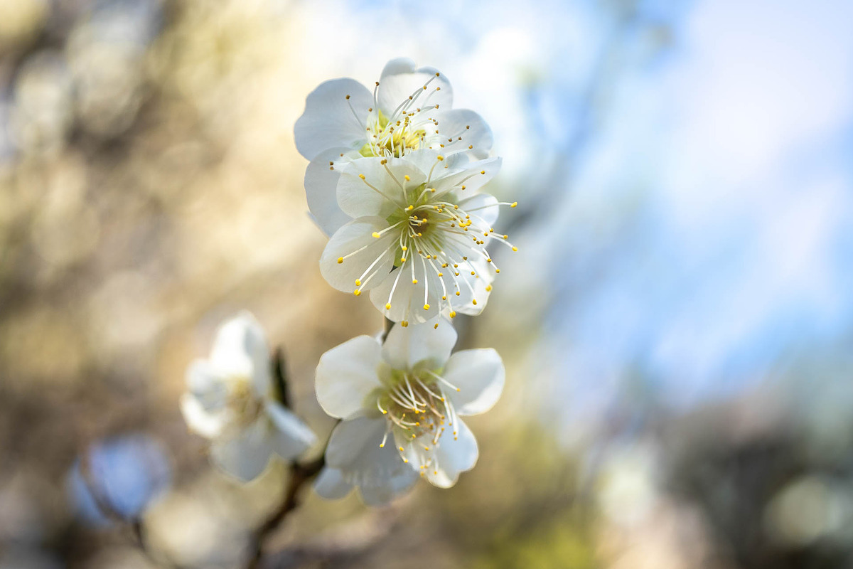 Spring Wildflower Photo Bundle – 5, a Nature Photo by Silent Nature (Photo 2 of 6)
