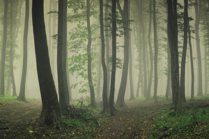 Natural forest panorama