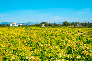 a sunlit celery field in open landscape, a Photo by Nito