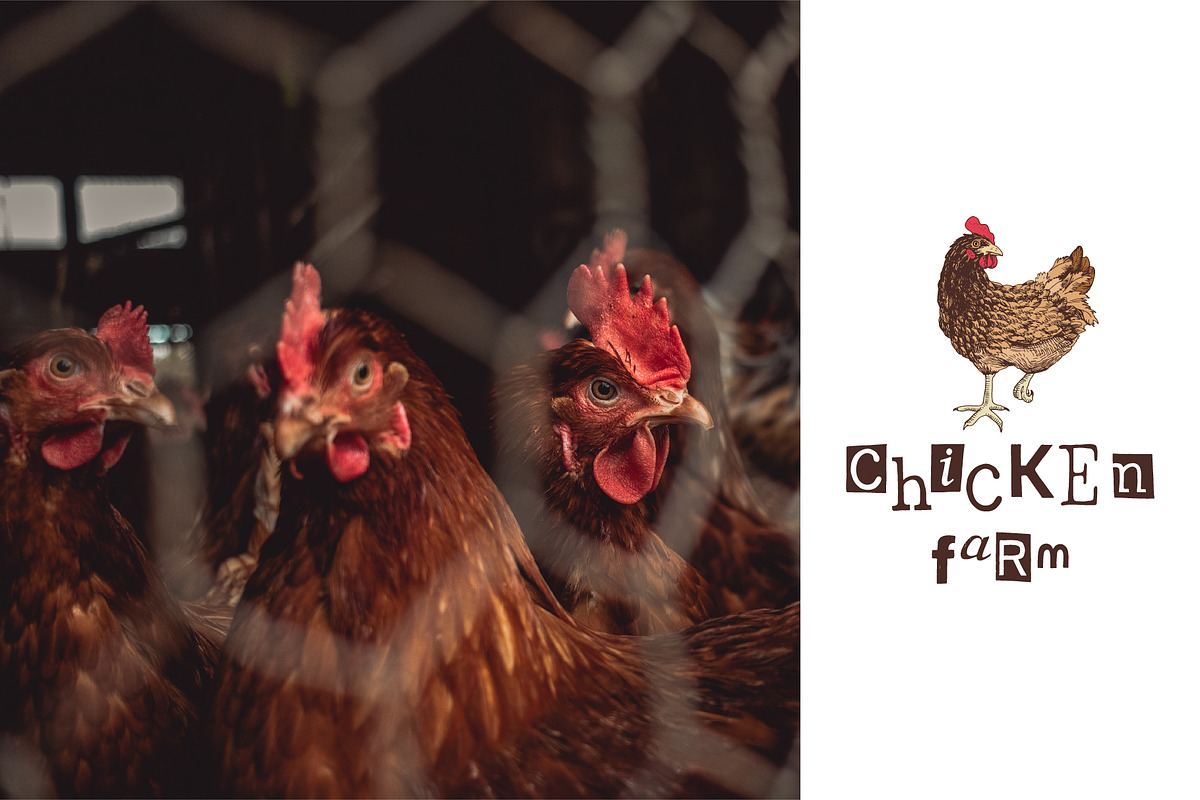 Hand drawn chicken life cycle, an Animal Illustration by handsketched (Photo 2 of 7)