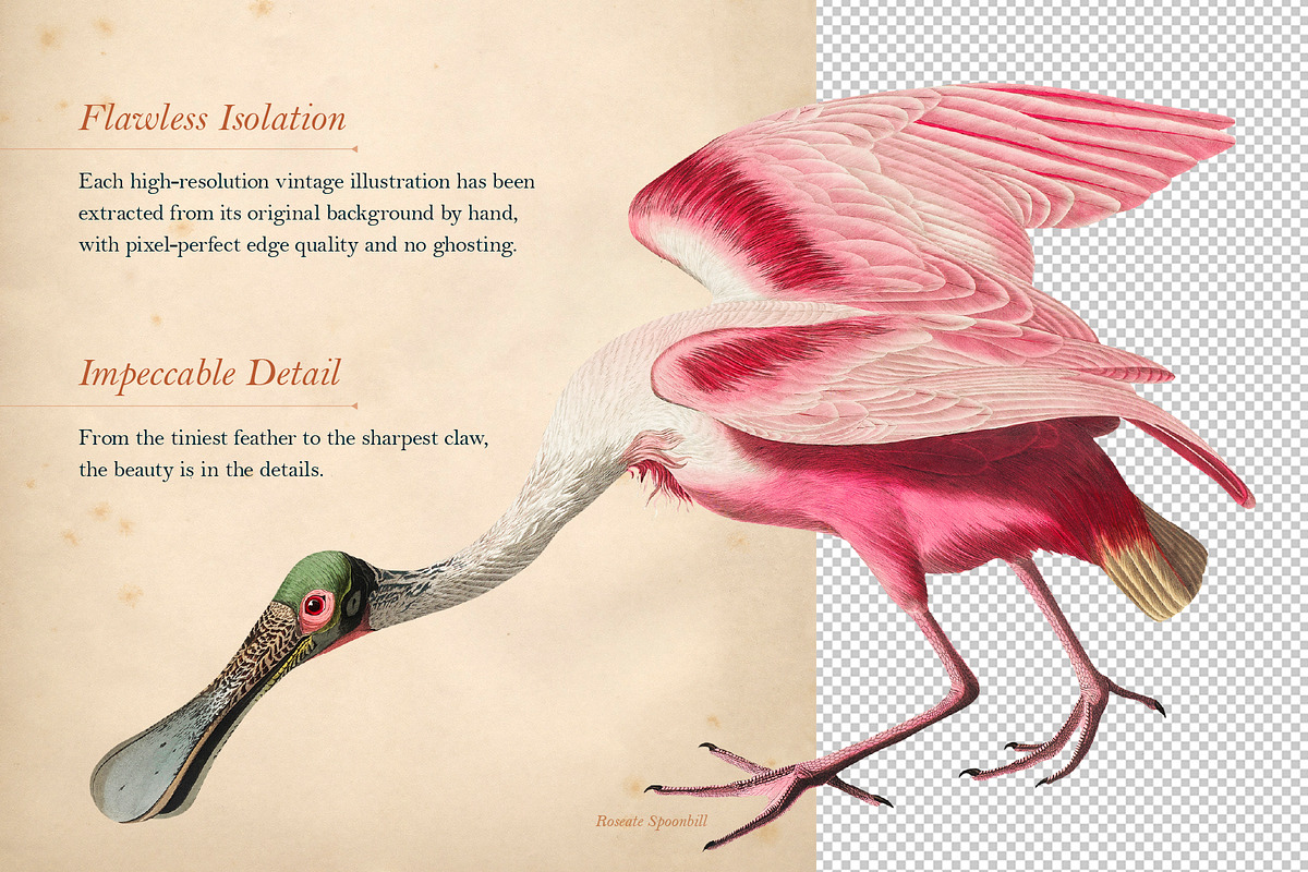 90 Vintage Birds of America, an Illustration by The Object Atlas (Photo 4 of 9)