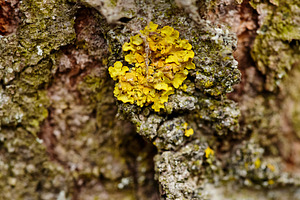 Macro shot of vibrant yellow lichen Xanthoria parietina on tree bark. Close-up, a Nature Photo by Rohan Photography