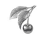 Cherry set engravings #3, a Food Illustration by Irina Trusova (Thumbnail 3 of 5)