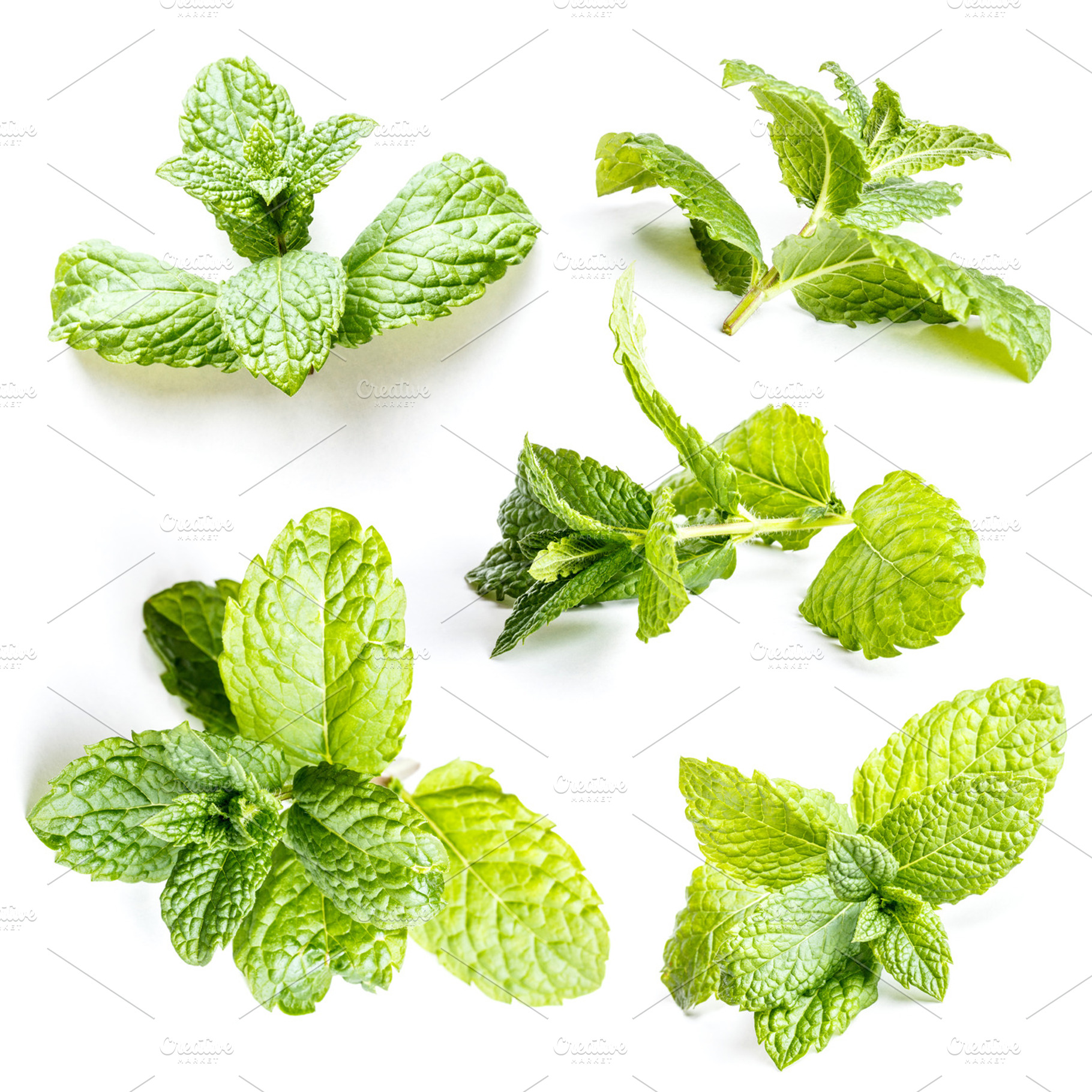 Mint leaves featuring mint, leaf, and peppermint