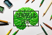 Centella Asiatica plant leaf, a Food Illustration by separisa (Thumbnail 1 of 5)