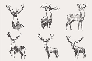 Set Of Sketches Of Noble Deer