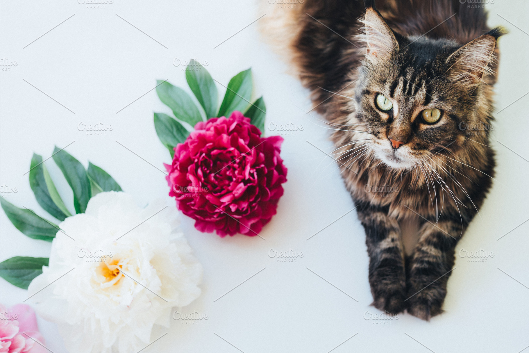 Peonies and a cat stock photo containing background and white, an Animal Photo by NickSorl Shop