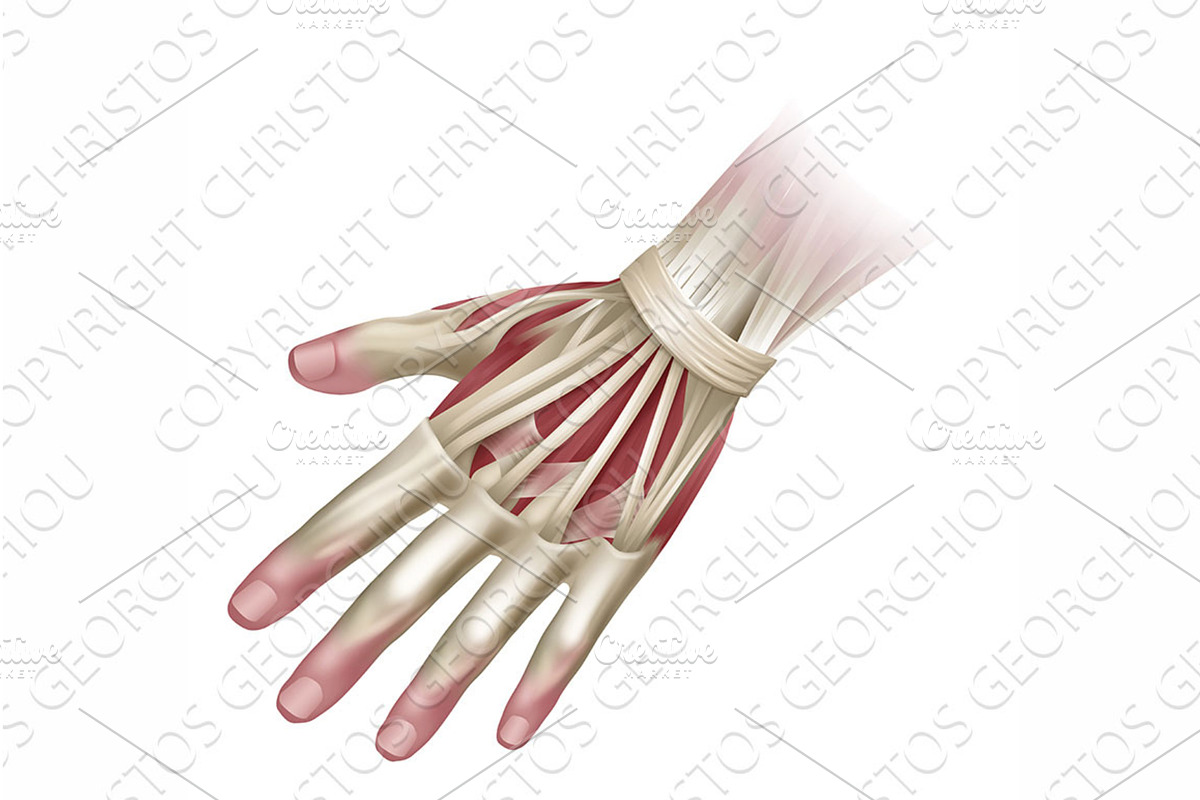 Hand Muscles Anatomy Medical, an Object Illustration by Christos Georghiou