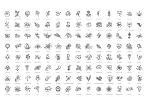 Set of Flowers and Herbs Icons, a Healthcare Illustration by Tettygreen