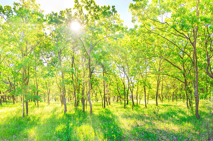 Green forest sunset panorama, a Nature Photo by Vapi