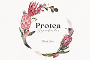 Watercolor Protea Floral Elements, a Decorative Illustration by Damian Roh (Thumbnail 12 of 12)
