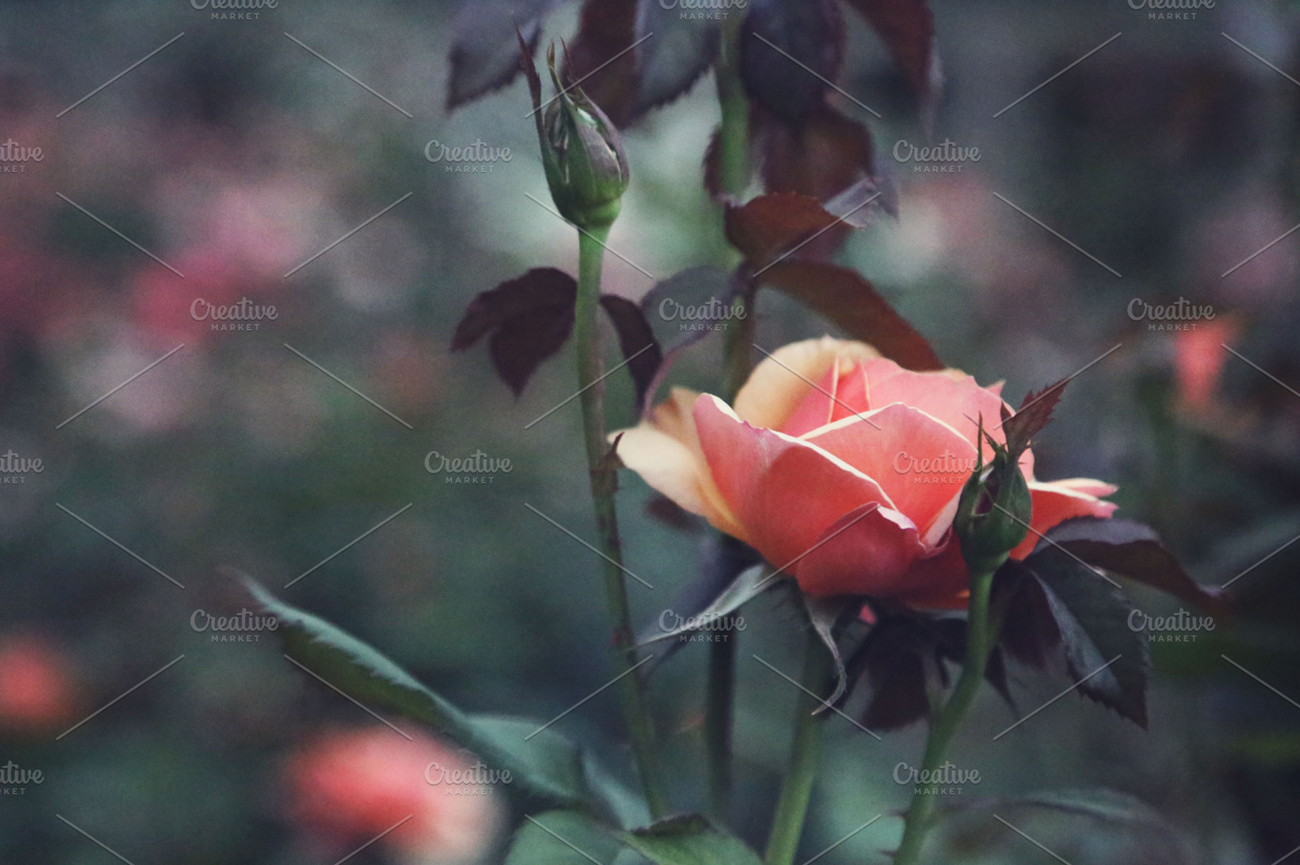 Peach Rose Bloom