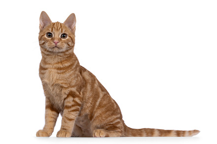 European Shorthair cat on white background