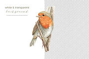 Beautiful Hand-painted Red Robin, a Decorative Illustration by Miriam Figueras (Thumbnail 2 of 4)