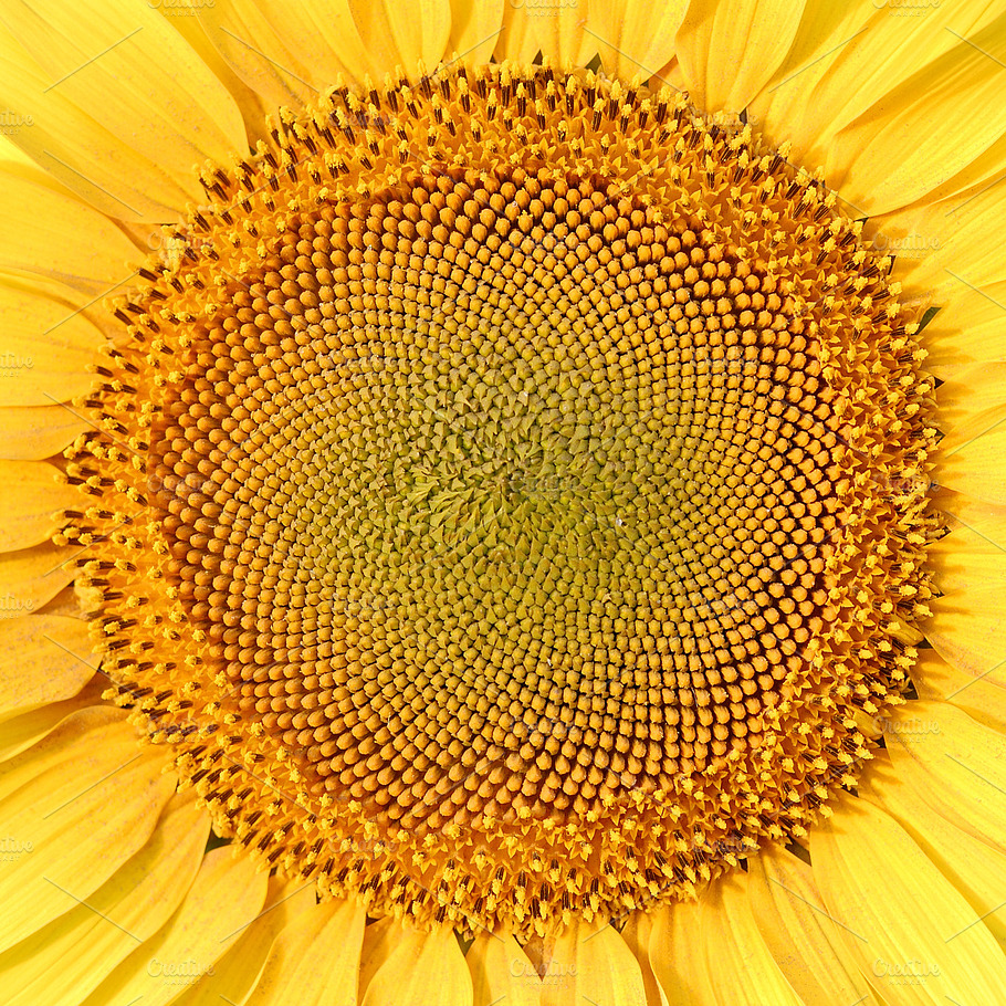 Sunflower Stock Photo Containing Background And Blossom