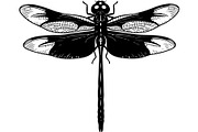 20 Dragonfly Silhouette Mega, an Object Graphic by Designer_Momina (Thumbnail 18 of 19)