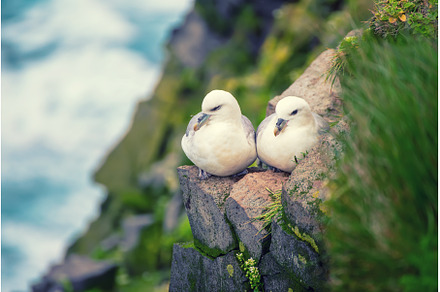 Couple of Northern Fulmar, Fulmarus, an Animal Photo by Nature and travel