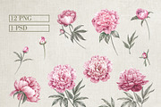 12 Watercolor Peonies PNG, a Decorative Illustration by Kotkoa (Thumbnail 2 of 11)