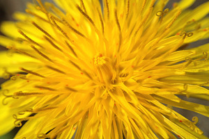 Dandelion flower featuring nature, texture, and background