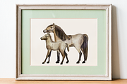 Horse Life Cycle Clip Arts and Print, an Animal Illustration by Tati Bordiu (Thumbnail 3 of 4)