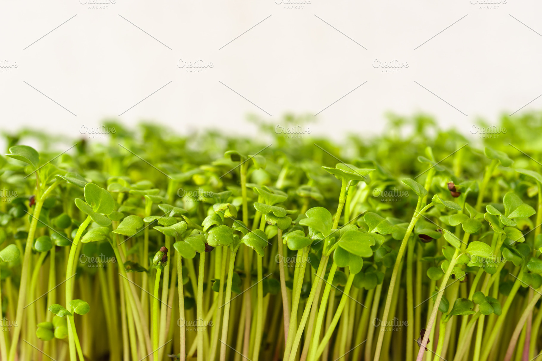 Close up of fresh green broccoli microgreen plant with many bright sprout. Heal, a Food & Drink Photo by Eugene_Photo