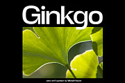 Ginkgo - Unique Sans Serif, a Sans Serif Font by Mikhail Kitsune (Thumbnail 1 of 8)