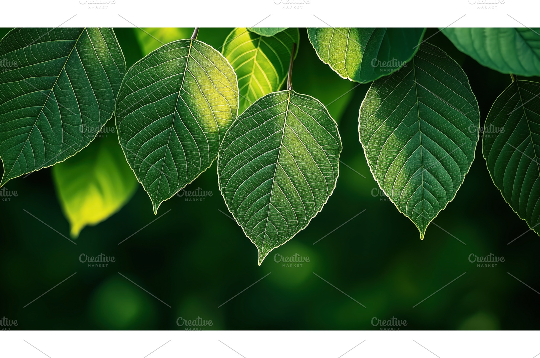 Close-up of green leaves with, a Nature Photo by Sergey Kotenev