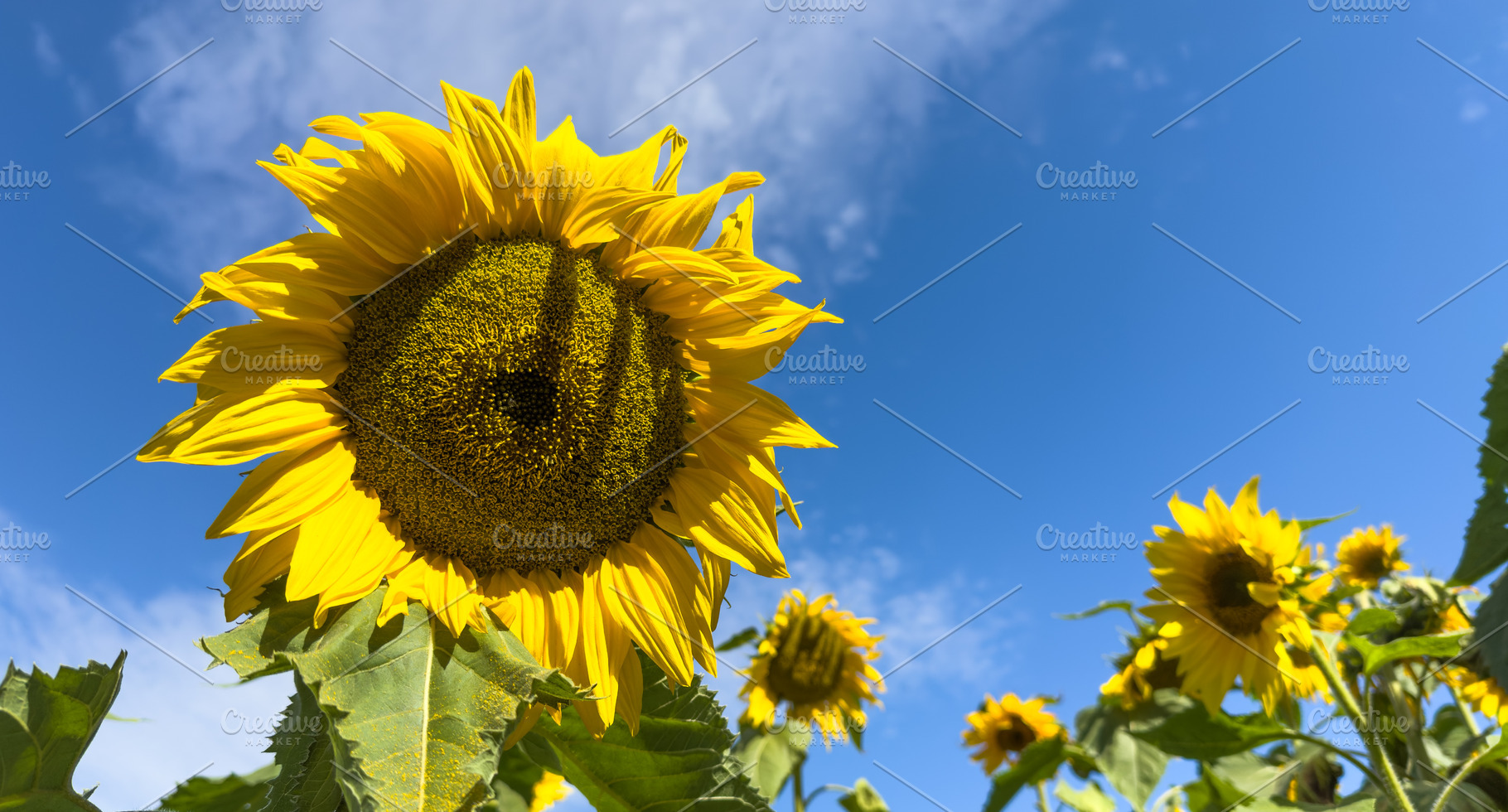 Sunflowers And Blue Sky, a Nature Photo by THP Creative