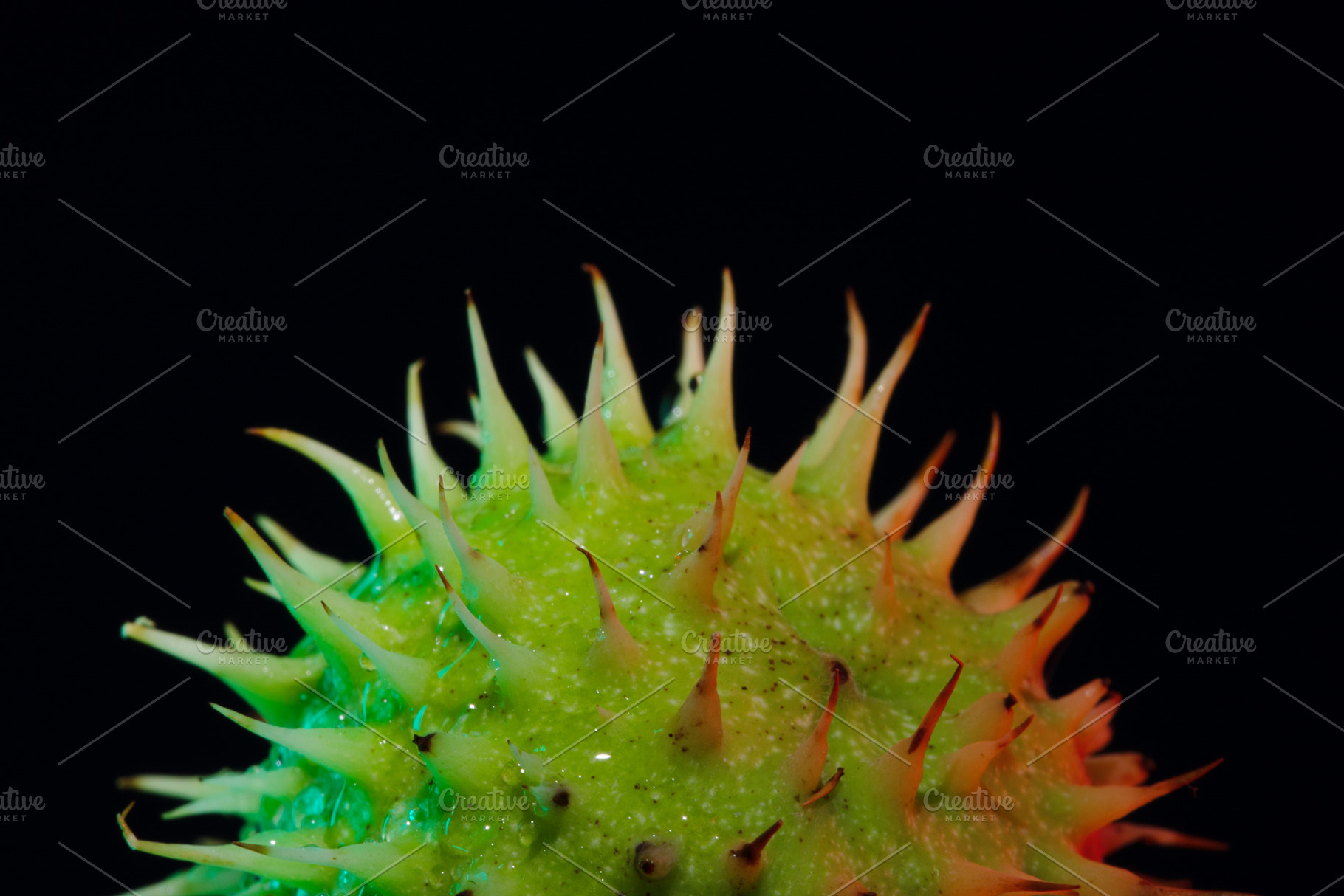 Close-up of a vibrant green spiky seed pod isolated on black bac, a Background Photo by Ales Munt