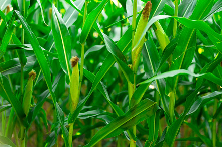 fresh corn on stalk in field, a Nature Photo by AlexBush