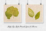 Real Pressed Leaves & Flowers 32, an Object Graphic by Desiree Lange (Thumbnail 3 of 3)