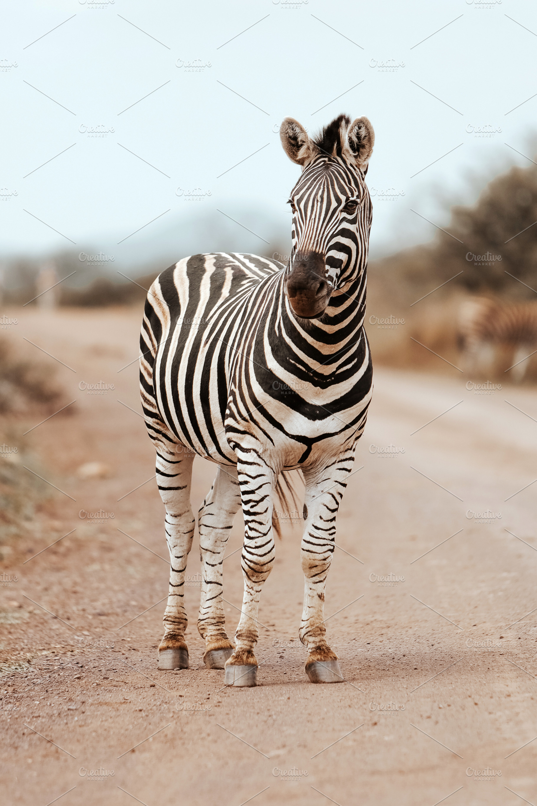 African zebra, an Animal Photo by Kzara Visual Concepts