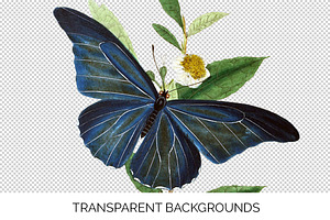 Butterfly Blue Morpho Vintage Insect