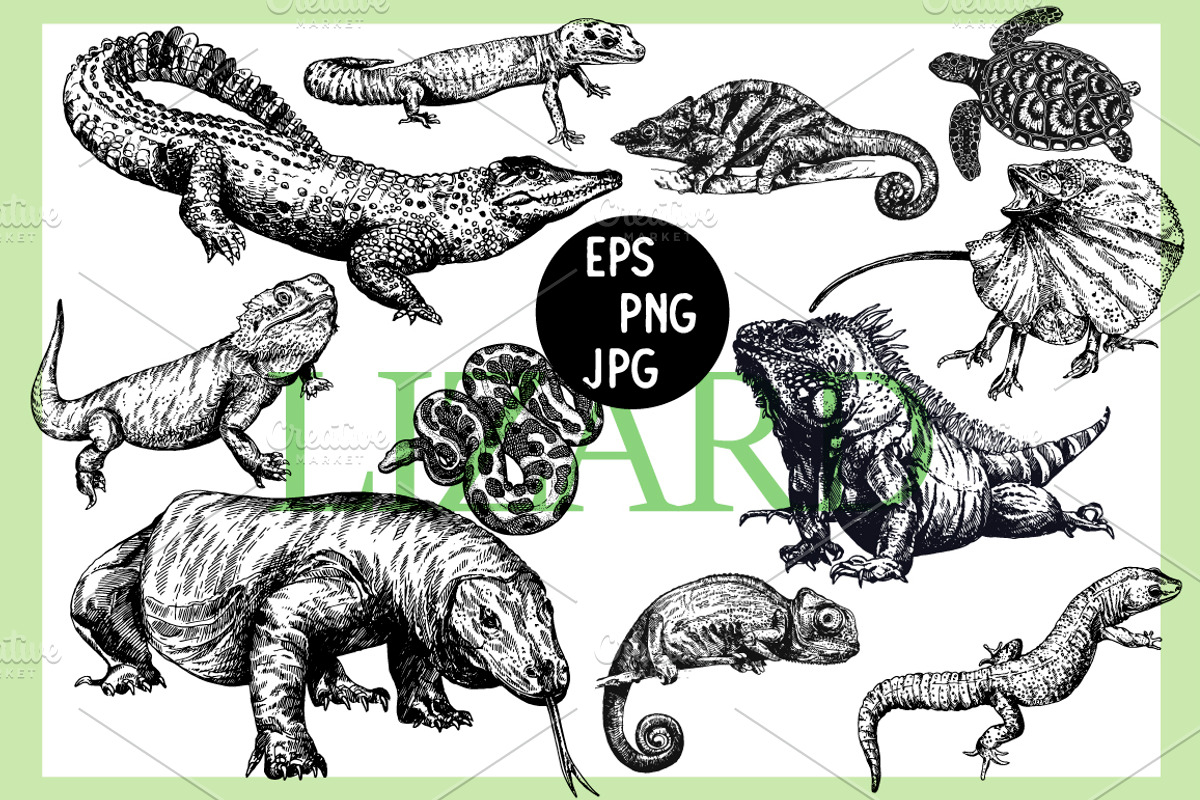 Reptiles, an Animal Illustration by Ecaterina Sciuchina (Photo 1 of 5)