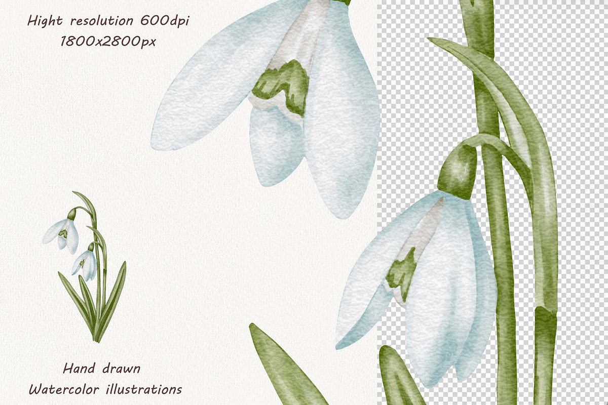 Snowdrops Hand Drawn Clipart, a Seasonal Illustration by BarvArt (Photo 5 of 5)
