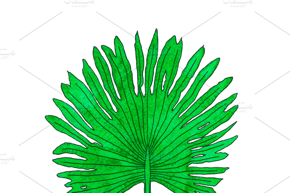 Watercolor palm leaves clipart, an Illustration by Watercolor_Vector Graphic (Photo 10 of 15)