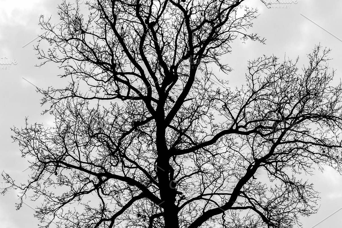 Crows on a tree, a Nature Photo by Beufville (Photo 2 of 2)