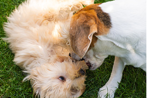Maltipoo Puppy and Senior Beagle, an Animal Photo by MadPhotos