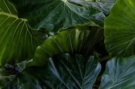 Intense tropical leaves background