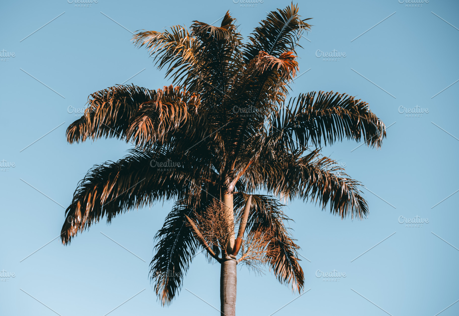 Sunlit tropical palm tree sky, a Nature Photo by SkyNext