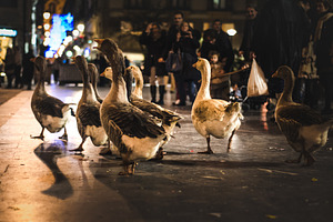 Group of geese walking down the