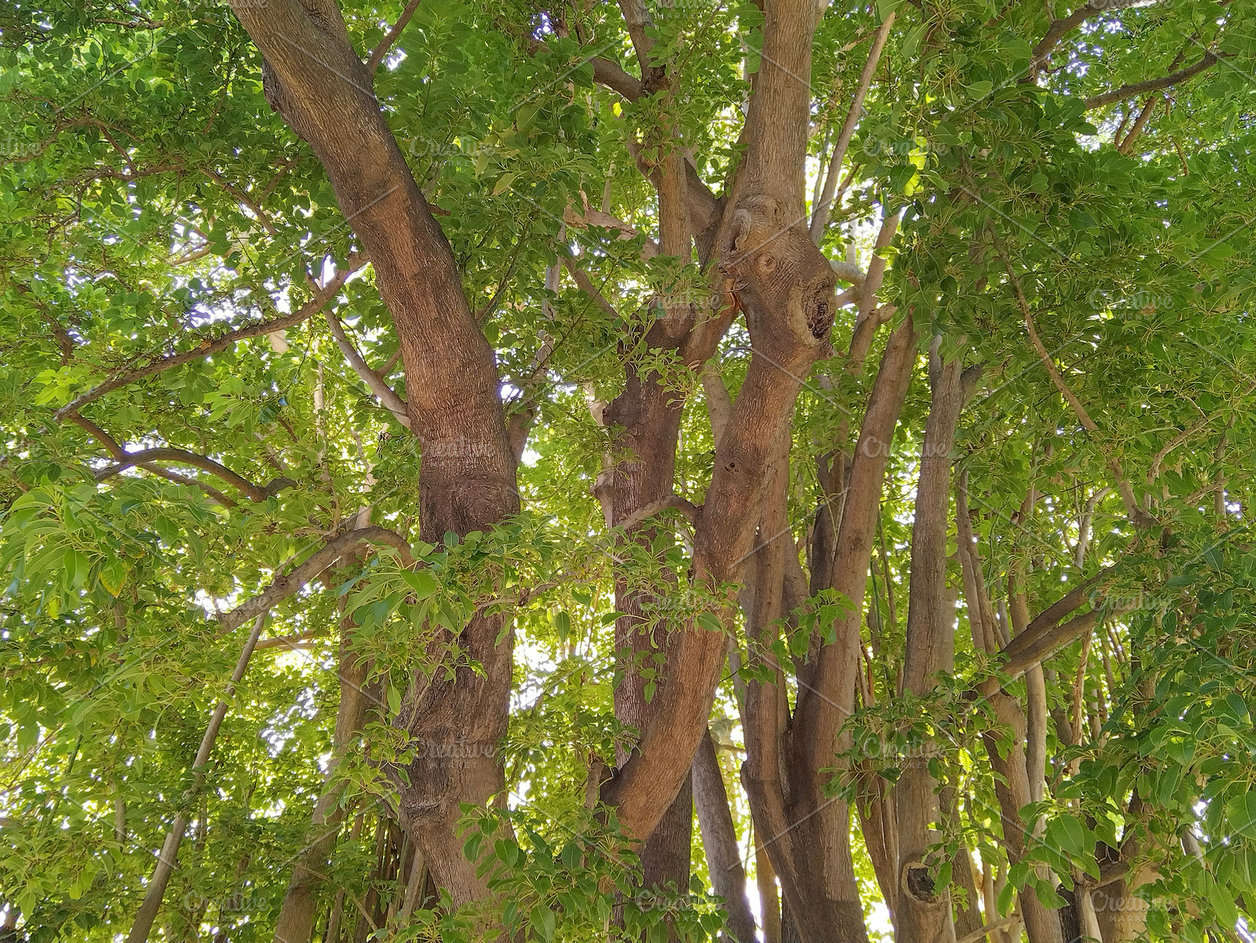 Large old tree providing shade in park, a Nature Photo by DanFLCreativo