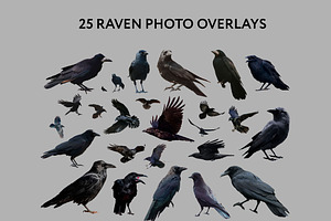 25 Ravens Photo Overlays