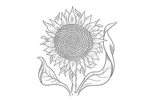 Sunflower Drawing Sketch. Flower