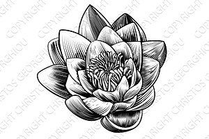 Water Lily Lotus Flower Etching